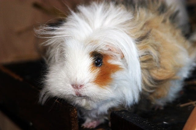 Coronet Meerschweinchen